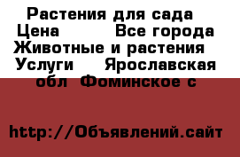 Растения для сада › Цена ­ 200 - Все города Животные и растения » Услуги   . Ярославская обл.,Фоминское с.